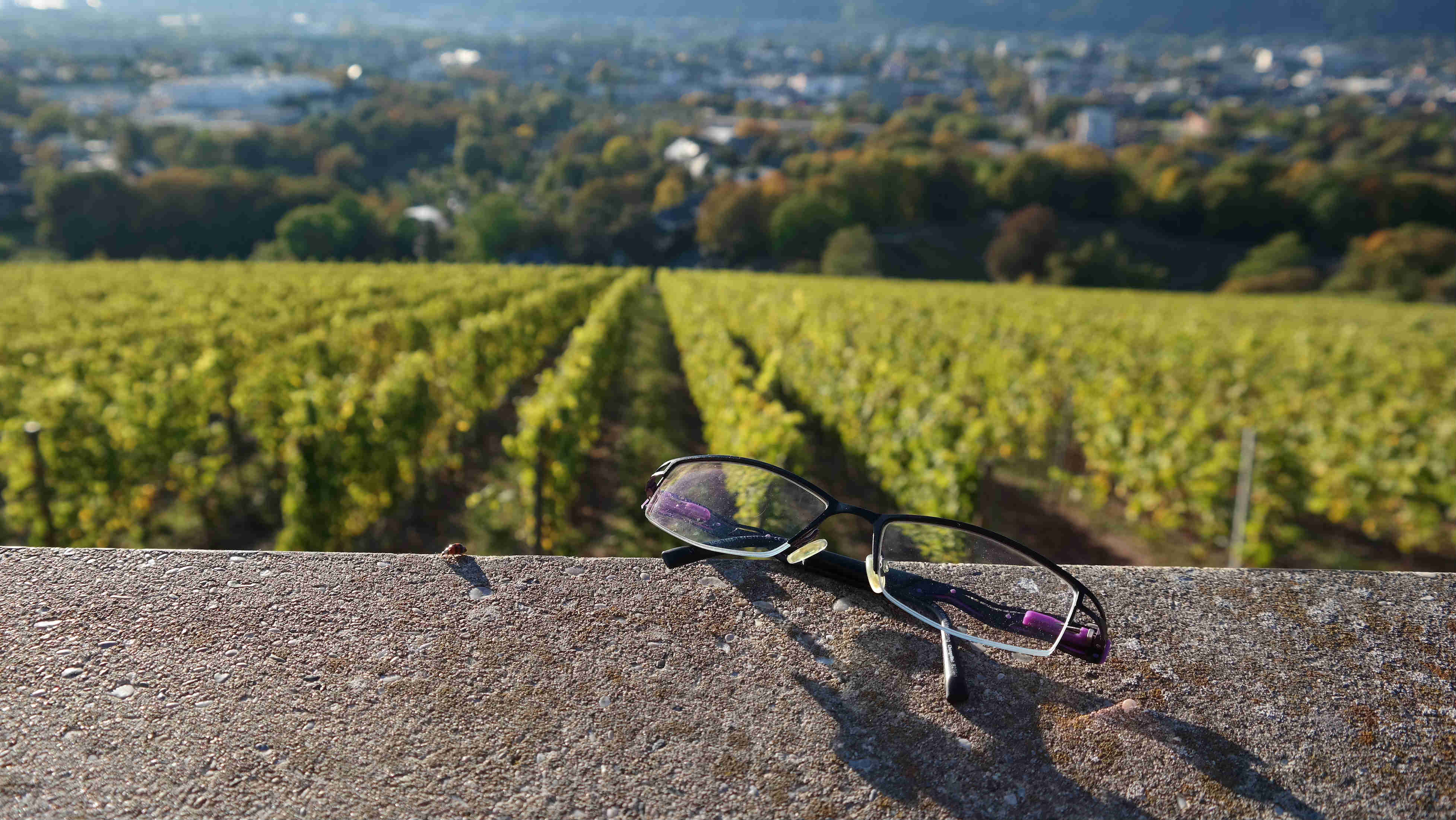 Am Weinberg liegt eine Brille in der Sonne.