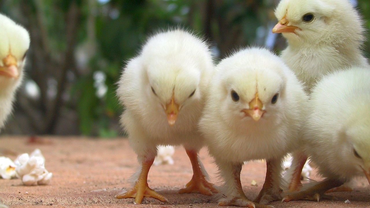 Nebenwerte nicht übersehen