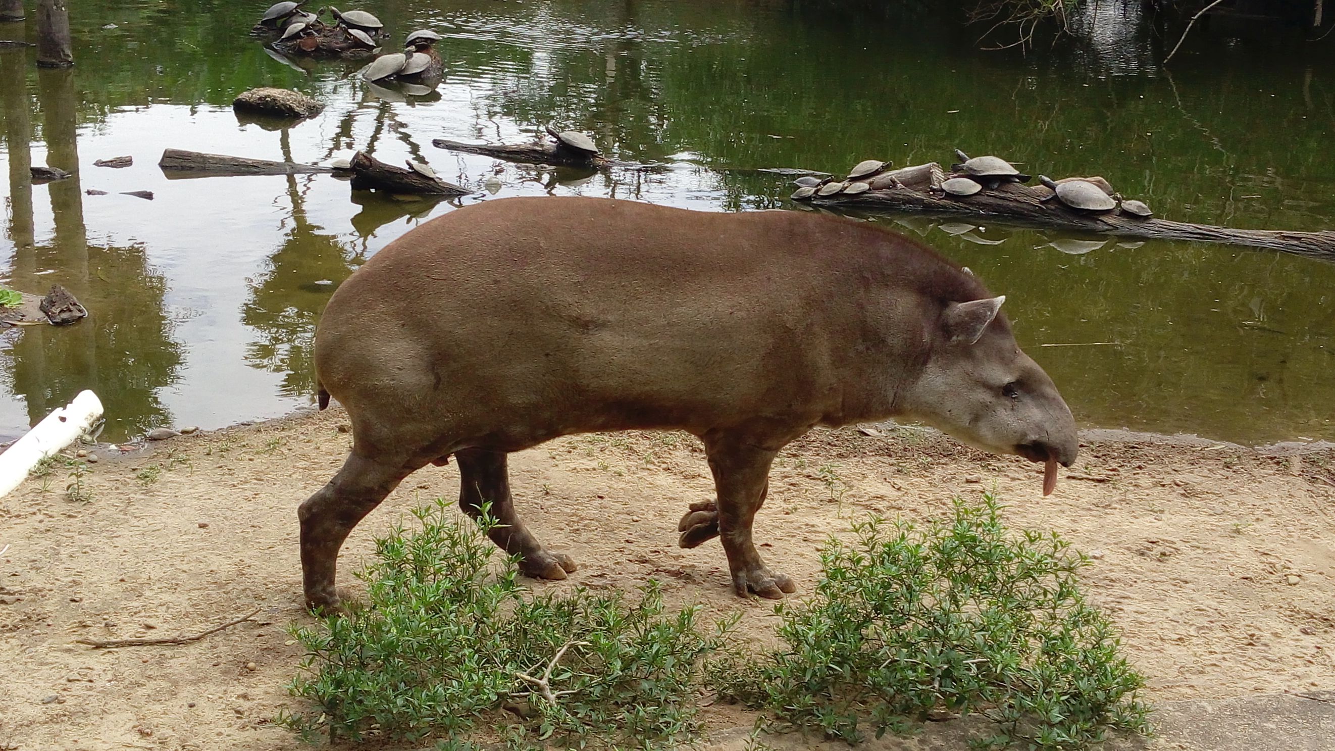 schwerfälliger Tapir