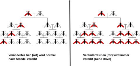 Vererbung, Mendel, CRISPR