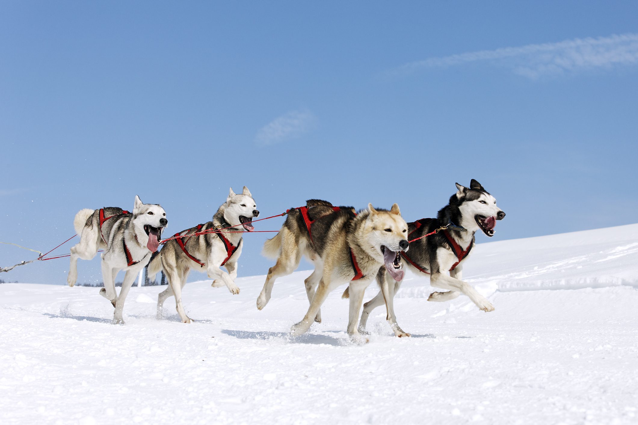 vier schnelle Huskys