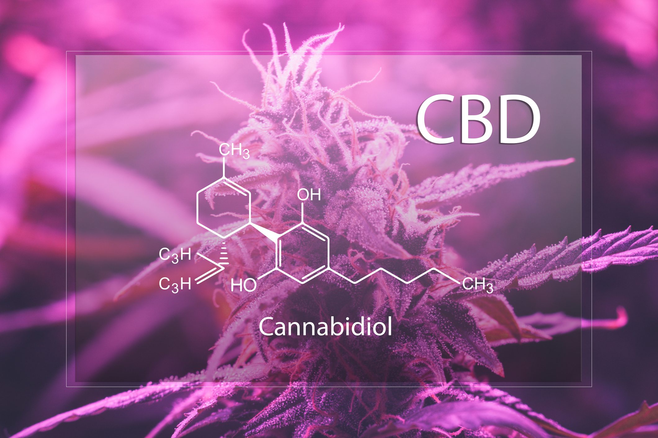 CBD Cannabidiol