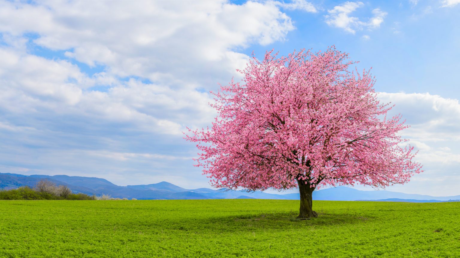 Japanische Kirschblüte