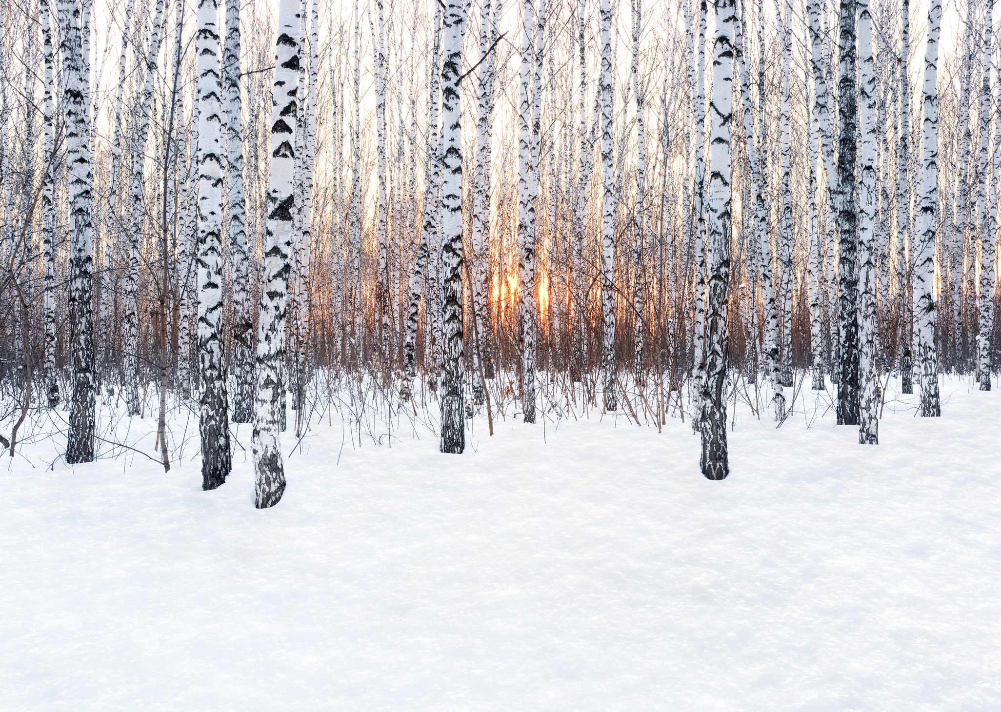 Birkenwald in der Abendsonne