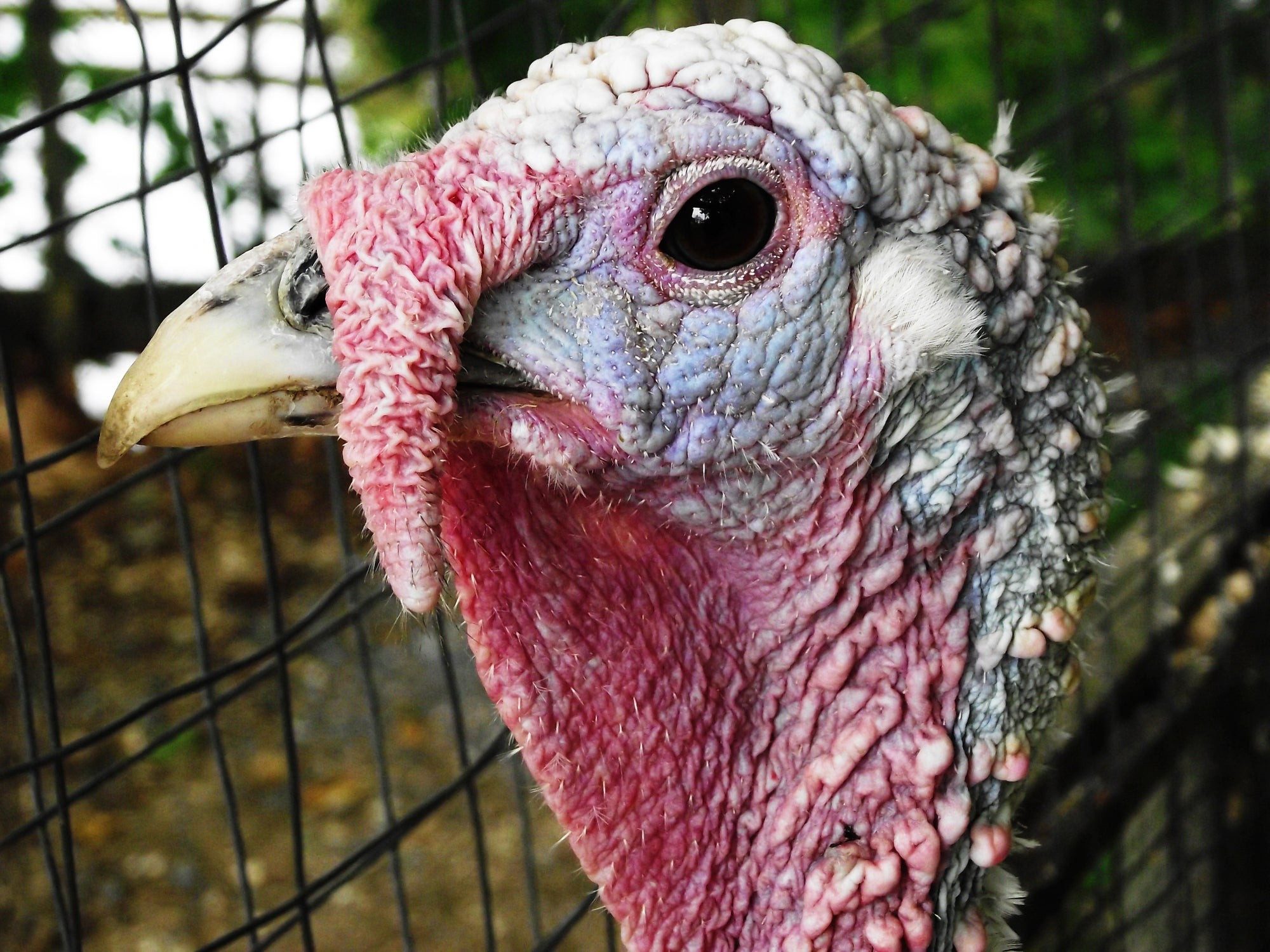 Turkey Thanksgiving Erntedank