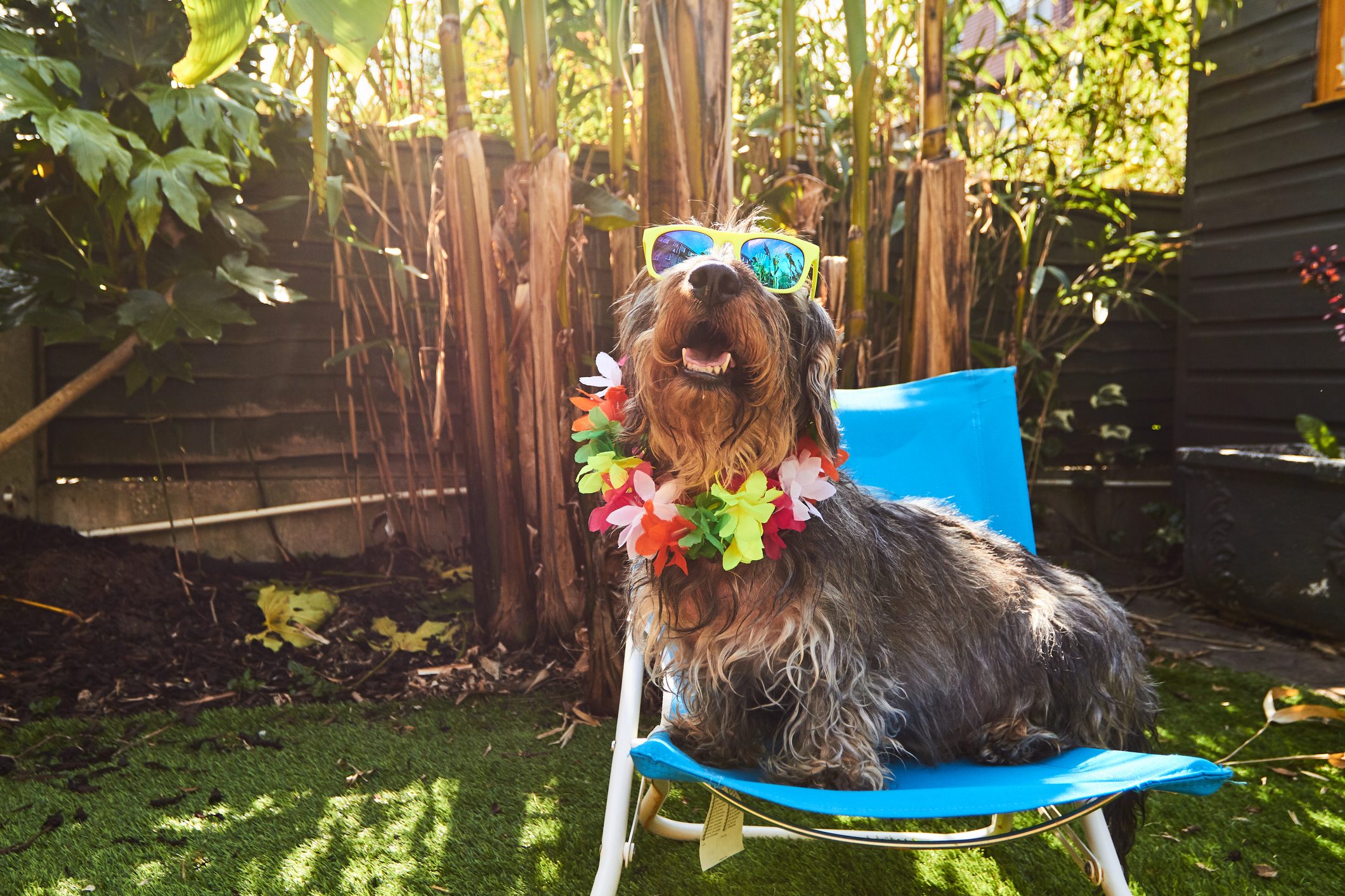 Hund mit Sonnenbrille