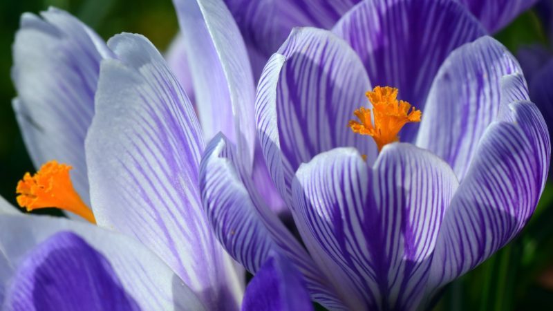 Im Februar und März blühen die ersten Krokusse und zeigen den Frühlingsanfang an