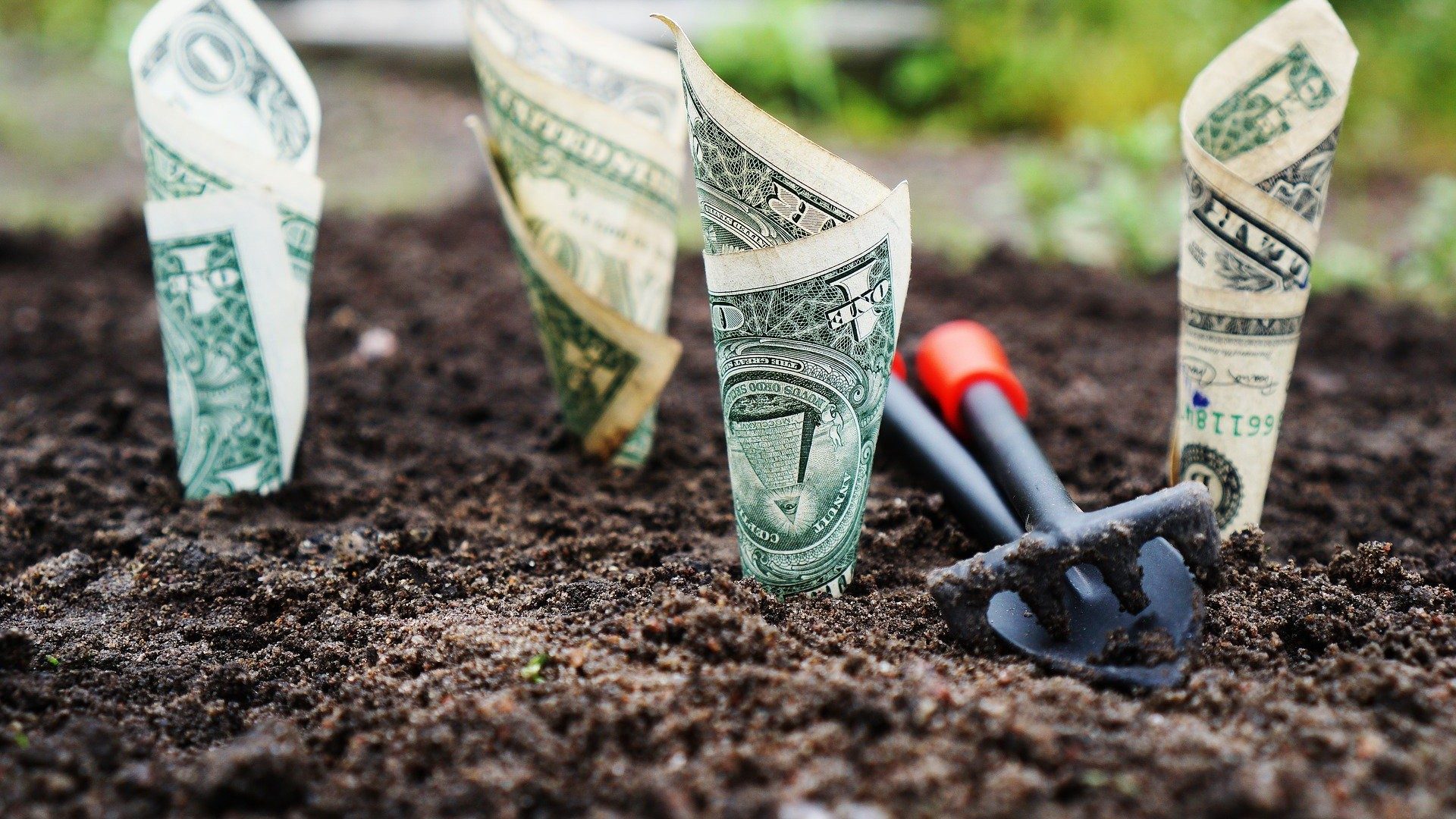 In die Erde gepflanzte Dollar-Geldscheine sollen wachsen und Ertrag bringen