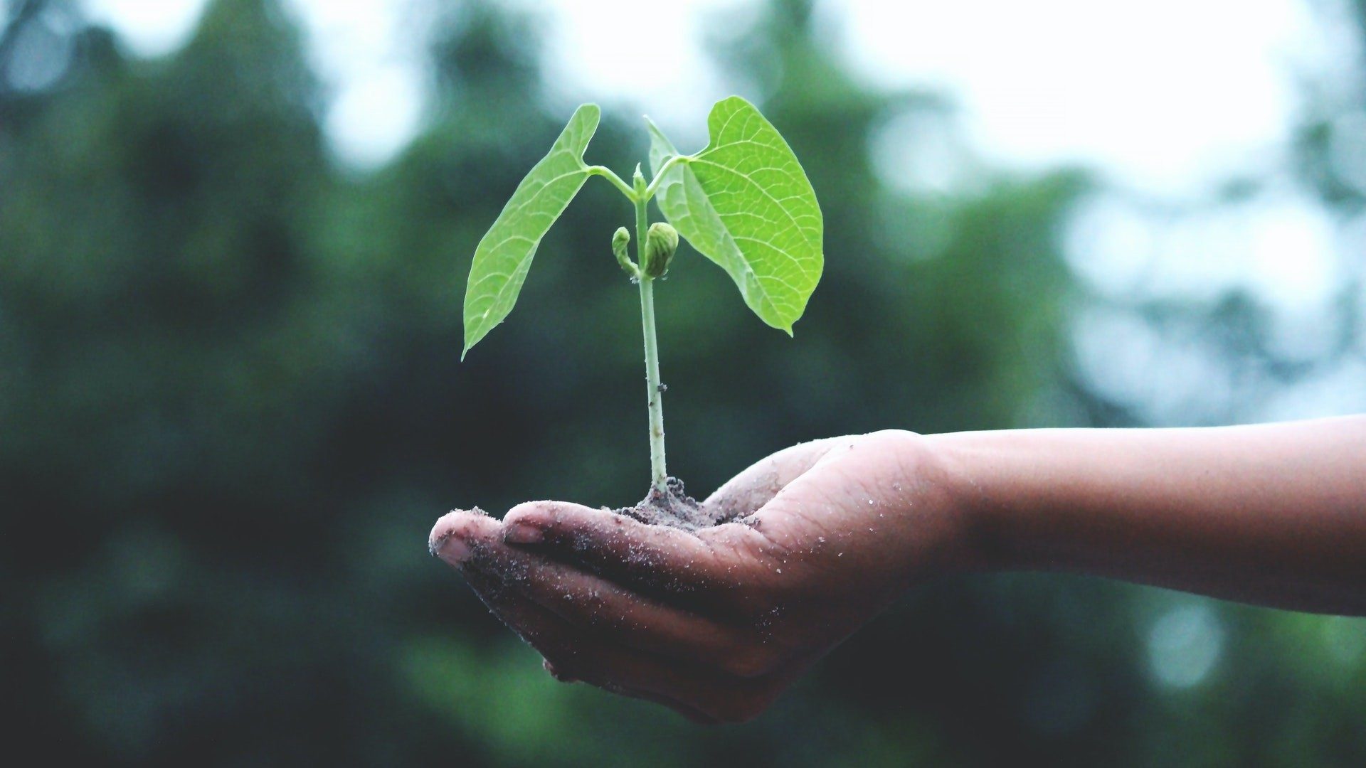 Nachhaltigkeit: Eine Hand hält eine junge Pflanze und etwas Erde mit Natur im Hintergrund