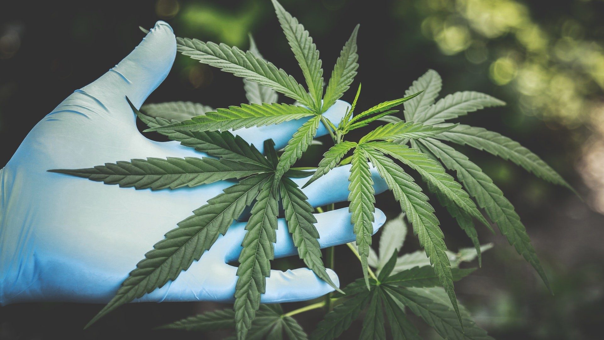 Eine Person mit Handschuhen berührt die Blätter einer Cannabis-Pflanze