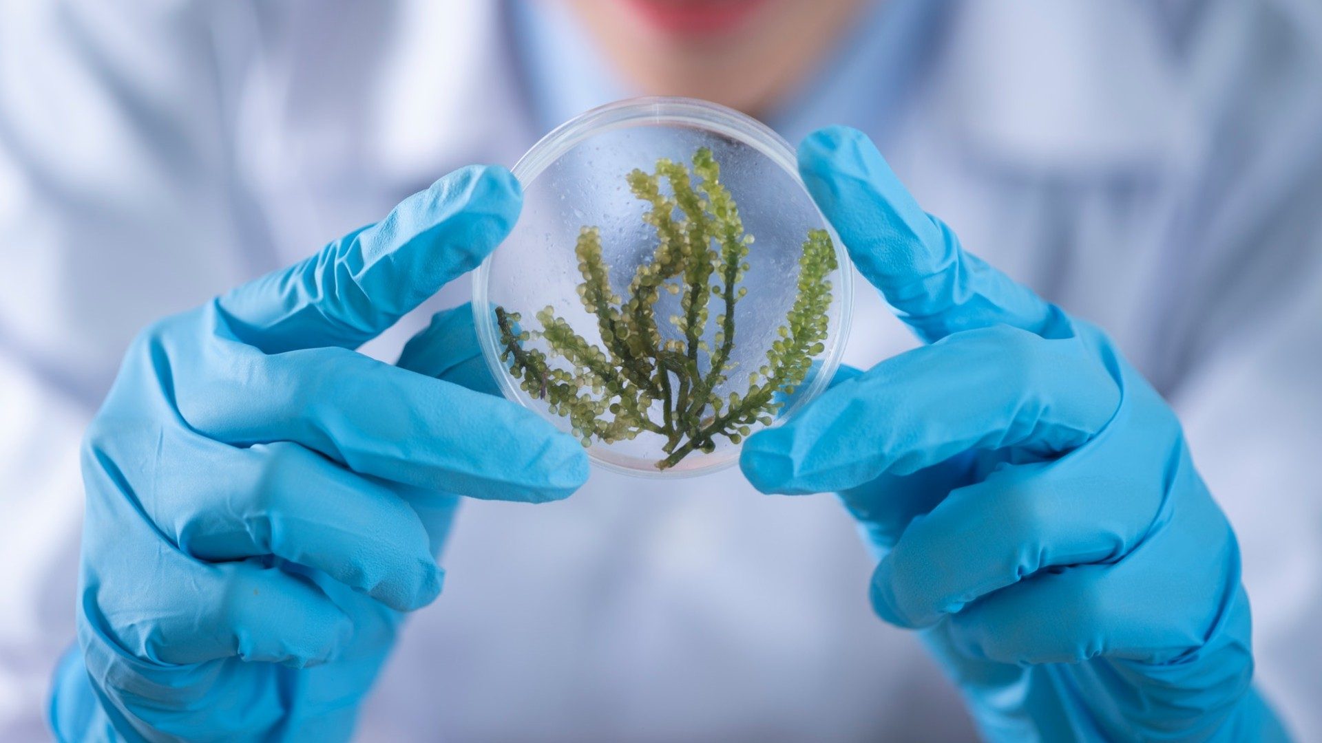 Eine Person im Labor hält eine Petrischale mit einer kleinen Alge darin
