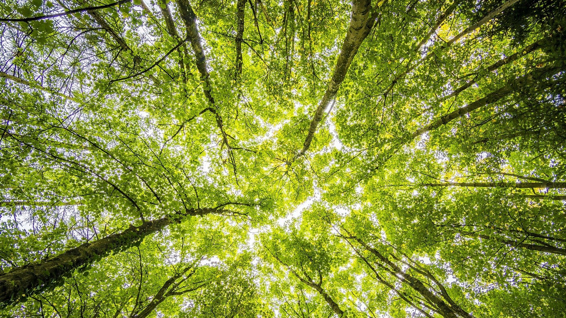 Das Blätterdach eines grünen Walds mit hohen Bäumen, fotografiert von unten