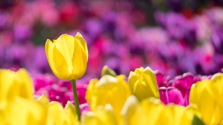 Lila und gelbe Tulpen sprießen im April überall