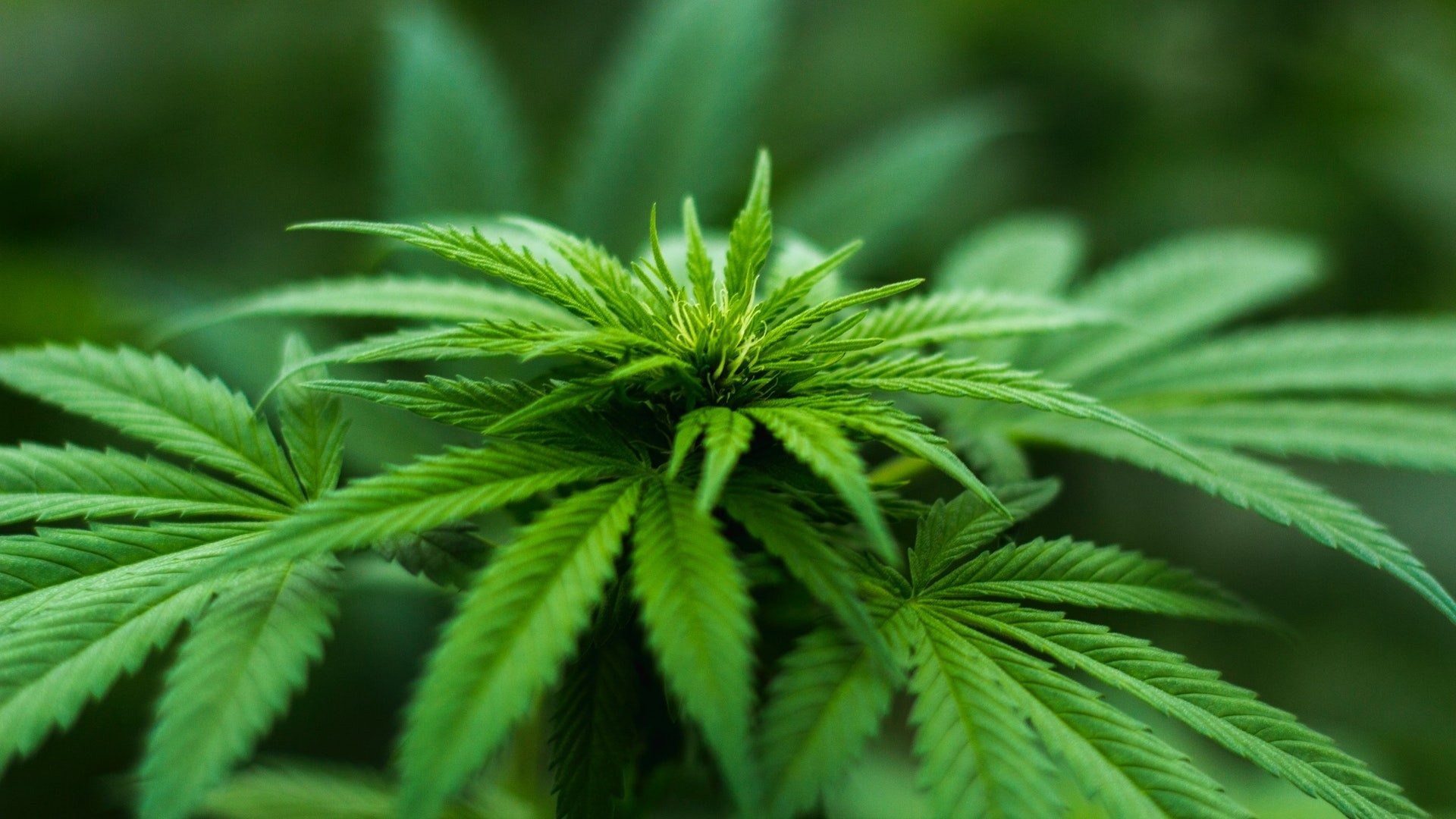Nahaufnahme der Blätter einer grünen Cannabispflanze