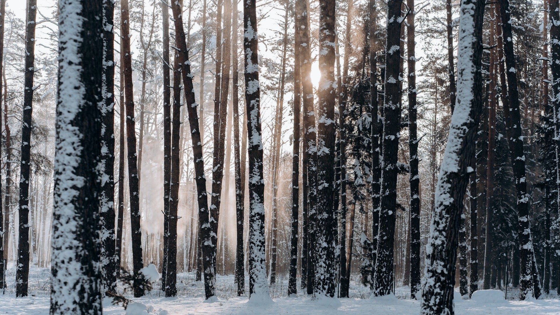 Die Sonne scheint in einen winterlichen verschneiten Wald im Januar