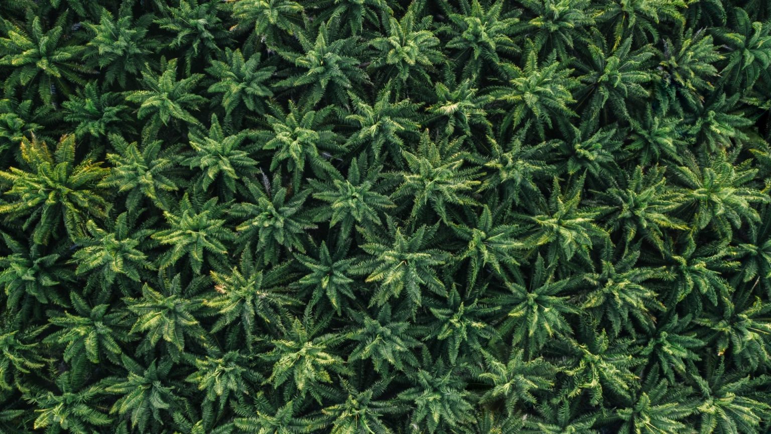 Unzählige grüne Cannabispflanzen aus der Vogelperspektive