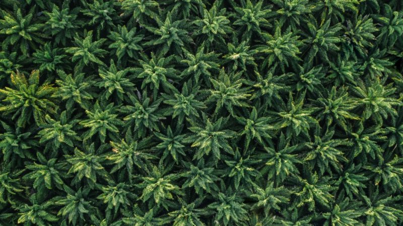 Unzählige grüne Cannabispflanzen aus der Vogelperspektive