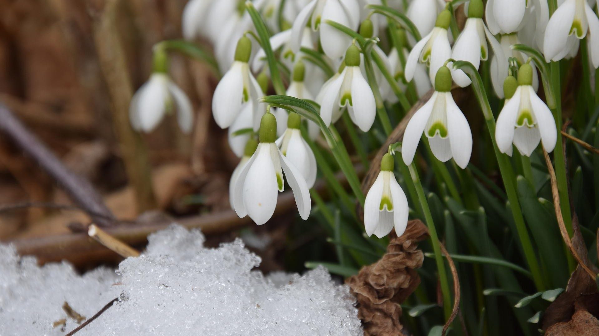 Schneeglöckchen die im Schnee wachsen