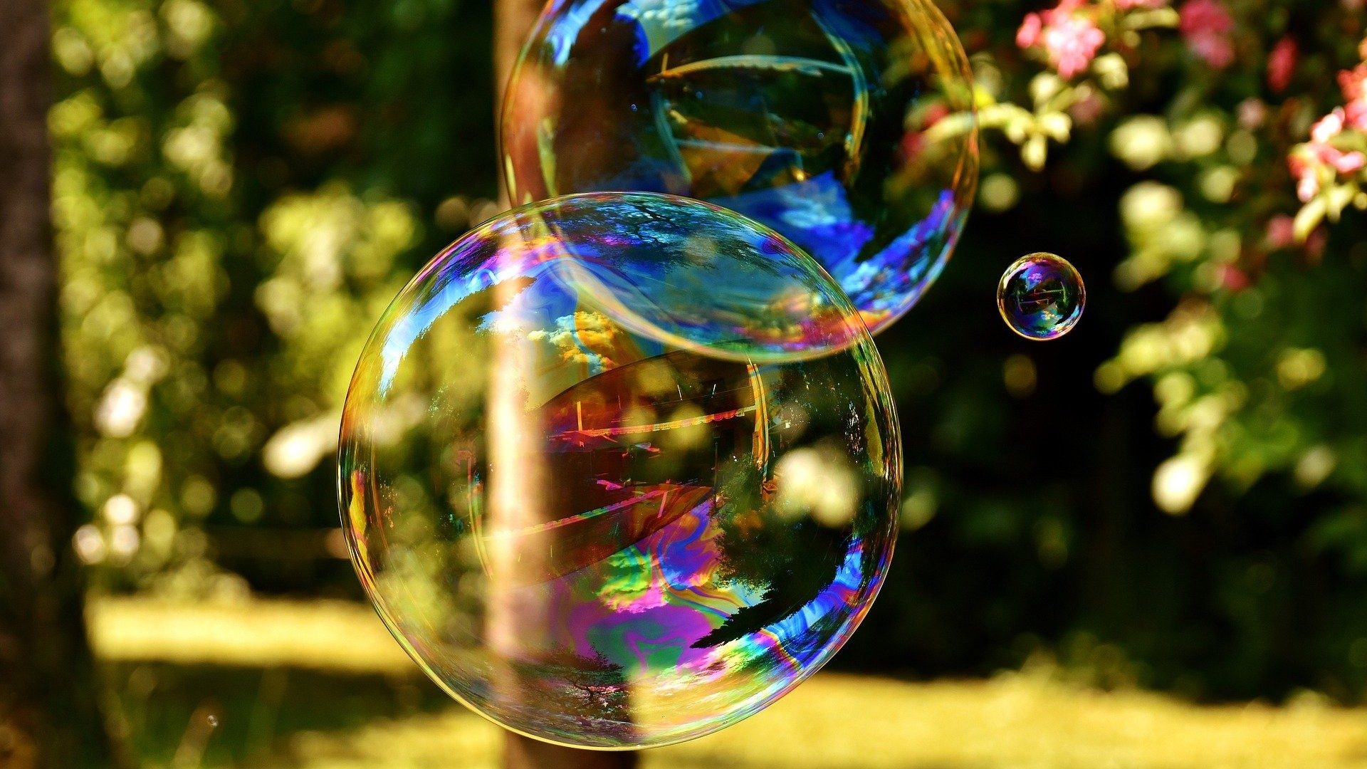 Bunte Seifenblasen vor einem Wald im Hintergrund.