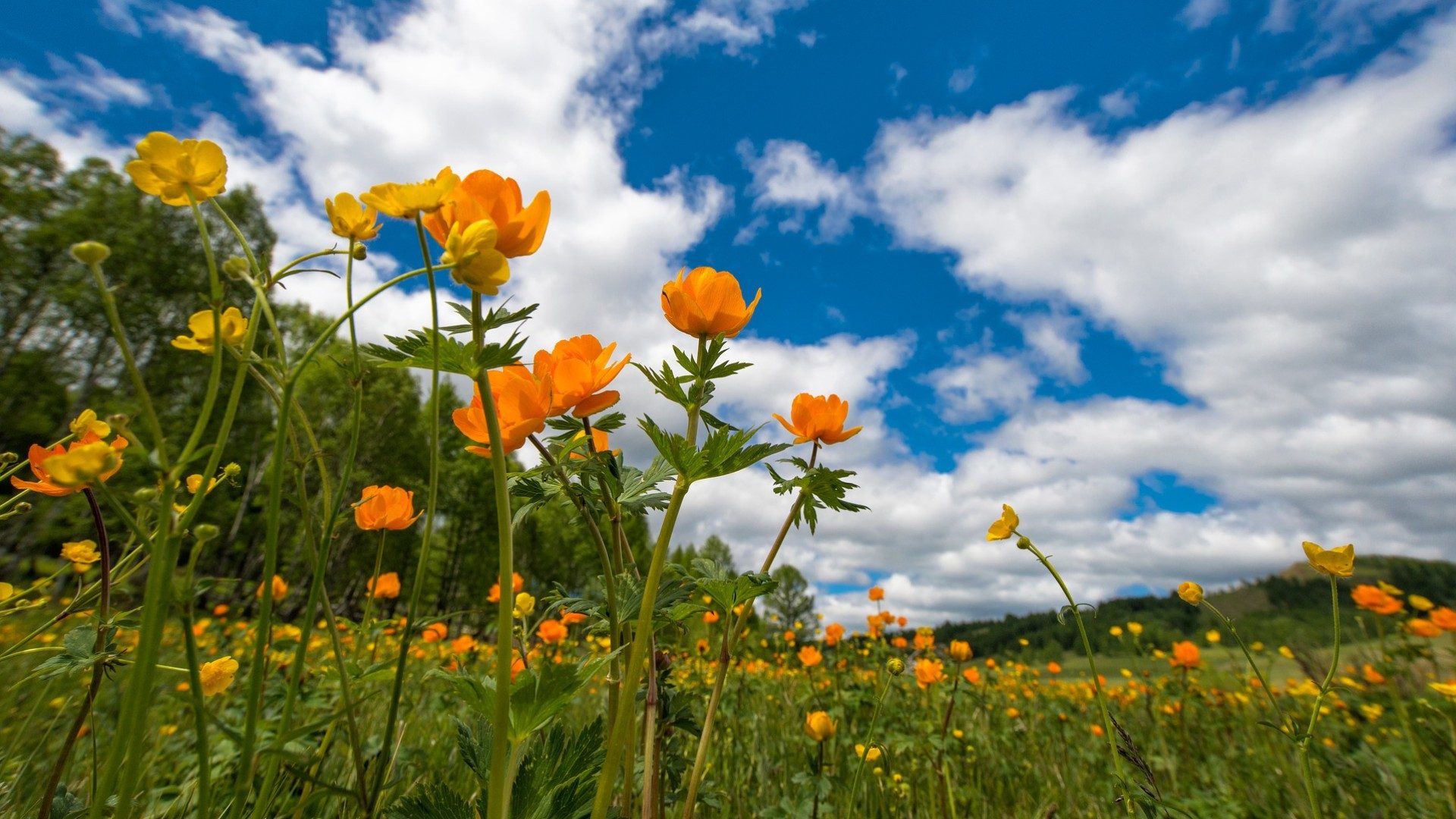 Ein Blumenwiese mit vielen Blüten. Im Hintergrund viele Berge und der blaue Himmel.