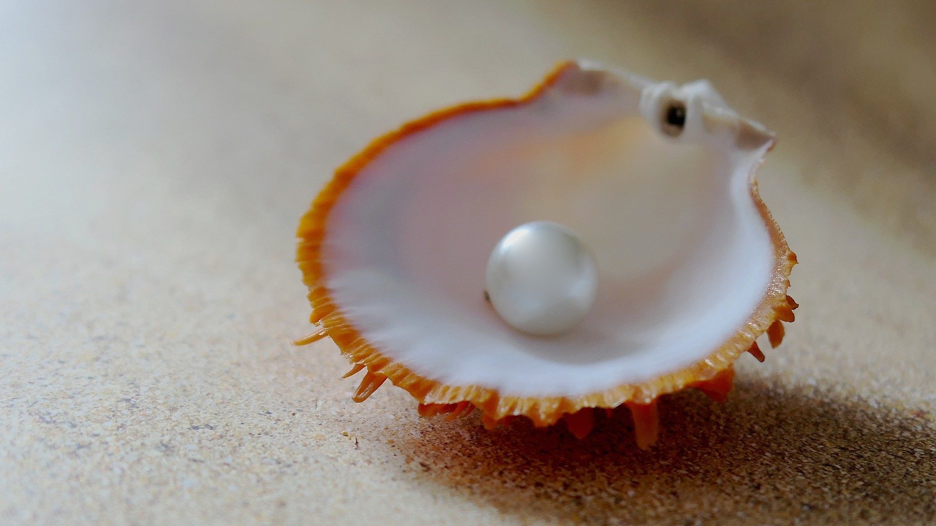Eine weiße Perle in einer Muschel vom Strand
