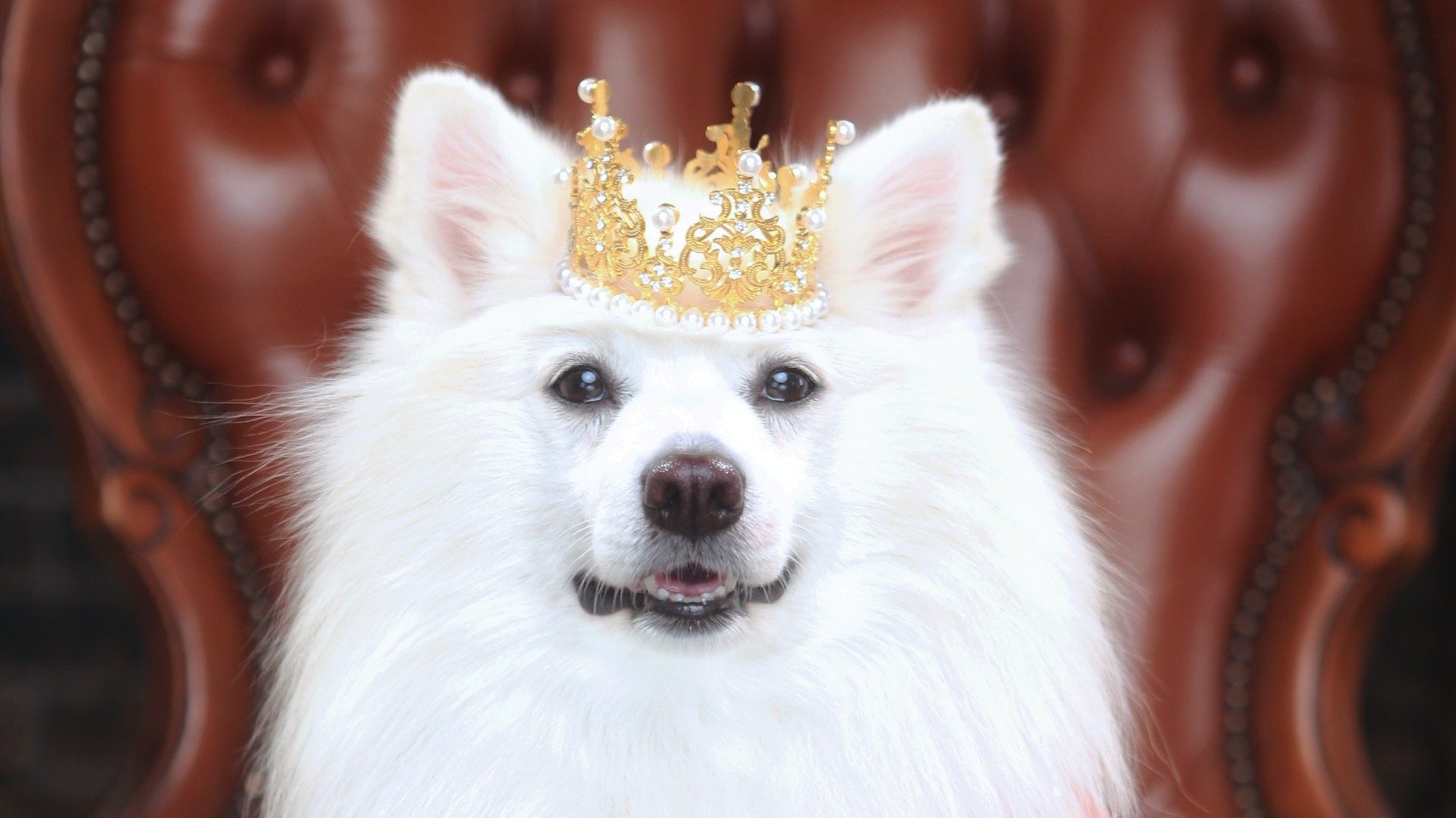 Ein weißer Hund hat eine kleine Krone auf dem Kopf